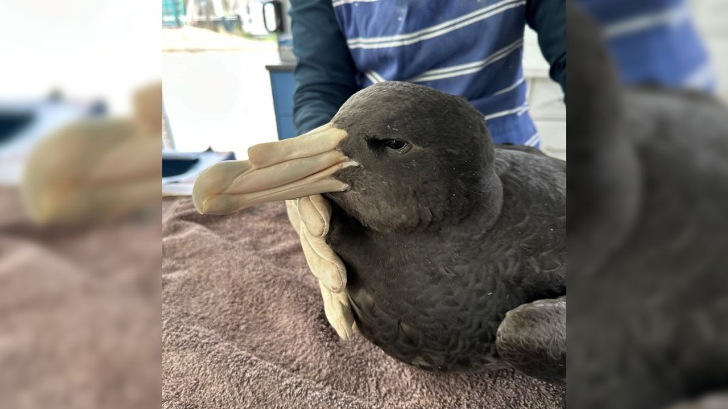 澳洲新南威爾士證實該國第三宗H5N1個案。路透社