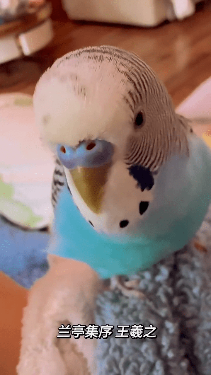 虎皮鹦鹉流利背诵《兰亭集序》爆红网络。