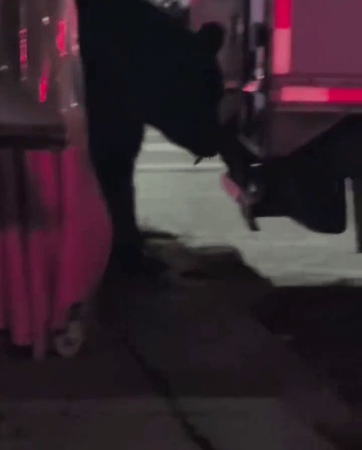 大黑熊躲在貨車車尾,被路人發現。 大黑熊躲在貨車車尾,被路人發現。