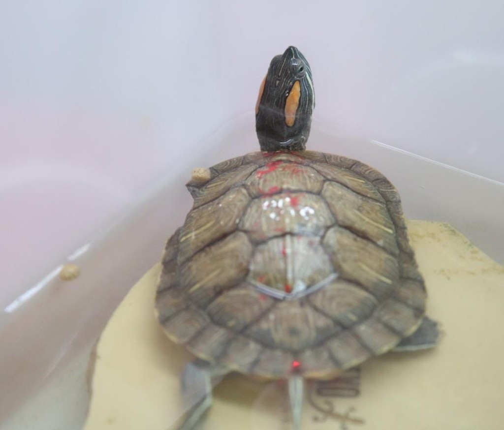 有團體即場拯救被放入海的淡水巴西龜。香港兩棲及爬蟲協會提供圖片