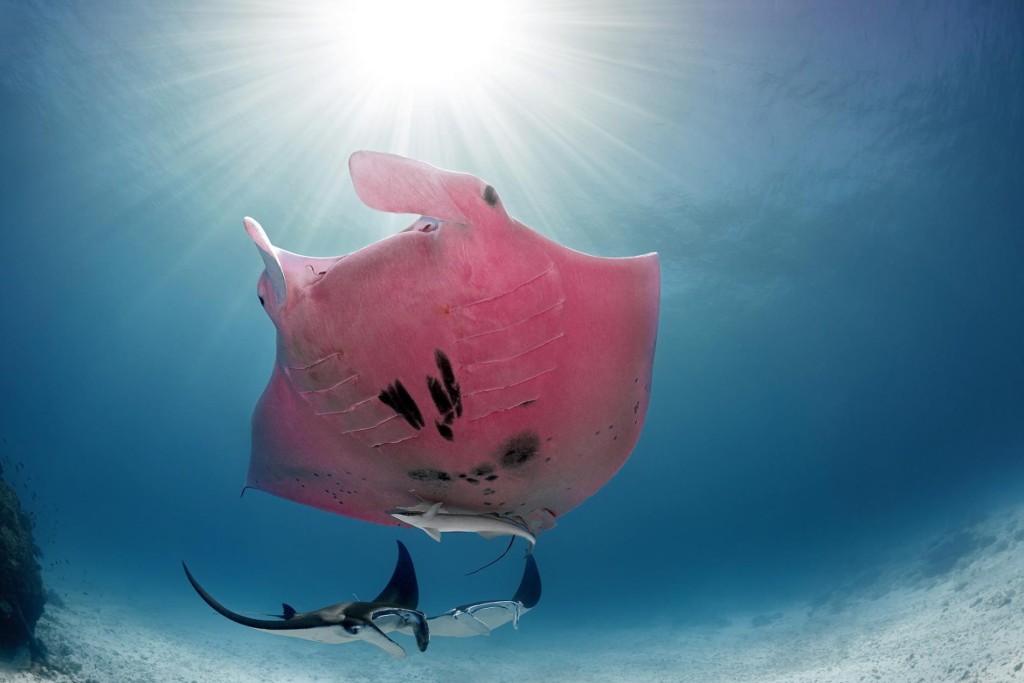粉红魔鬼鱼在2015年首次被发现。