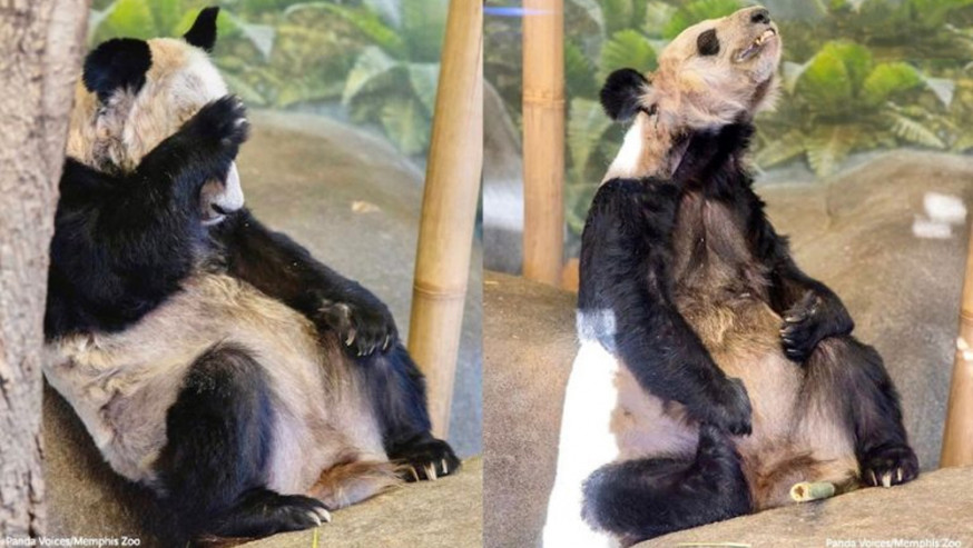 早前网上流传照片可见大熊猫乐乐和丫丫状况不佳。