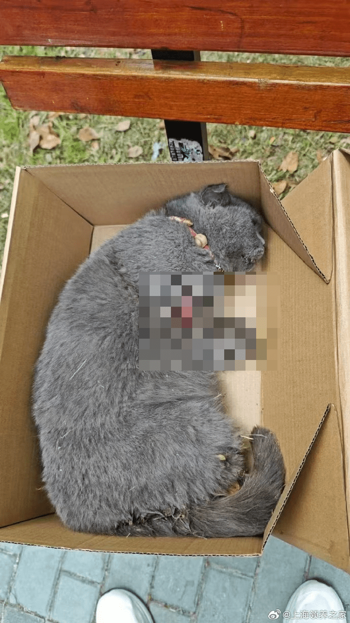 臨盆藍貓疑被虐殺,遭砍斷四肢。 臨盆藍貓疑被虐殺,遭砍斷四肢。