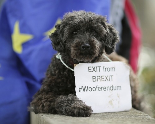 一隻灰色史納莎犬戴著「英國脫歐在狂吠」標語。AP