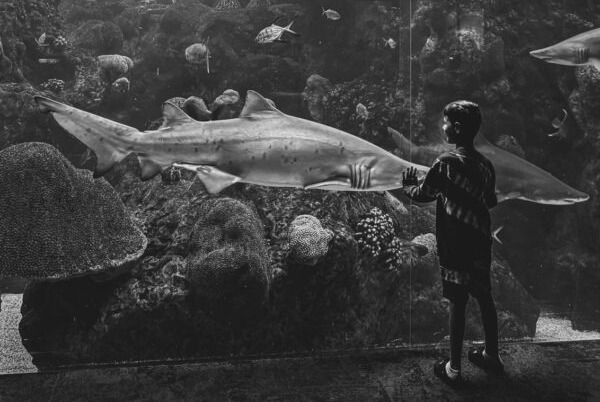 iPhone攝影大賽年度大獎得獎作品《男孩遇見鯊魚》。 網上圖片