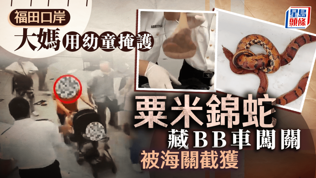關員在婦人的嬰兒車上發現一條粟米錦蛇。
