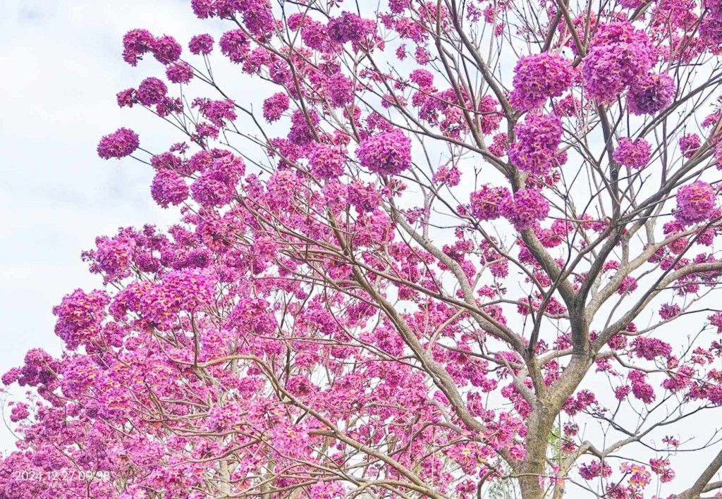 紫花风铃木花海满炸。图片授权蓝雨洋