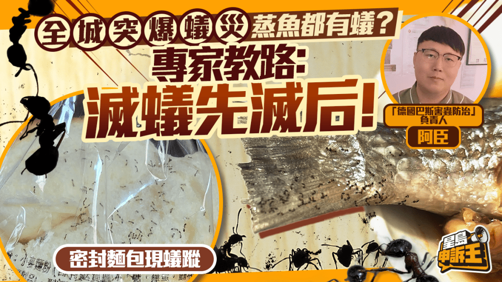星岛申诉王 | 全城突爆蚁灾 蒸鱼都有蚁 灭虫专家教路 四招防蚁大法