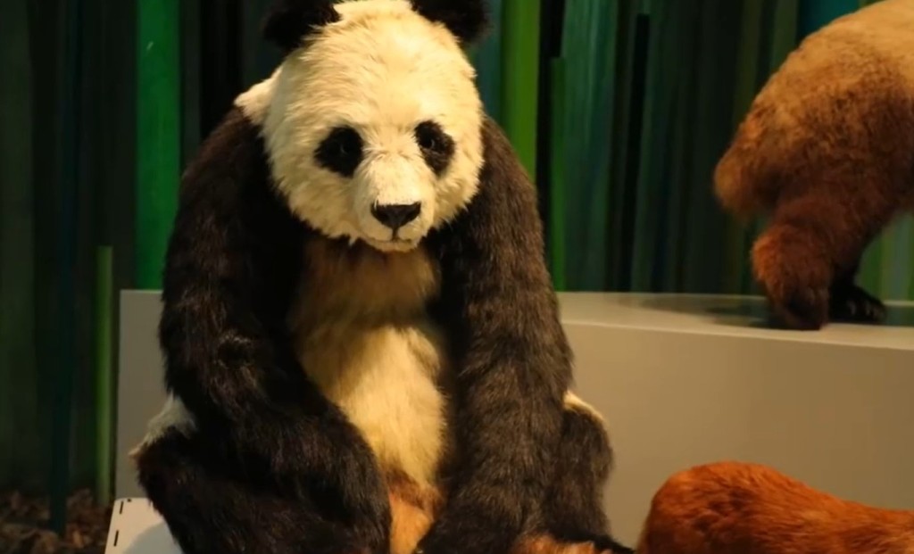 大熊貓機械人「小川」屬全球首隻。