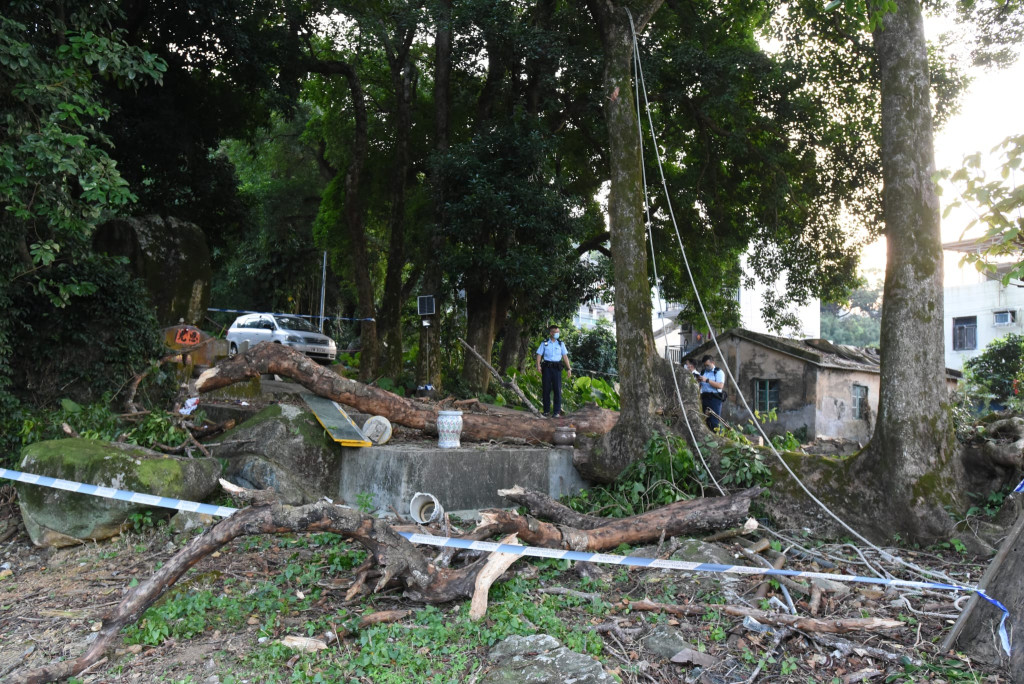 枯樹倒下，男子遭擊中倒地喪命，警員到場調查。資料圖片