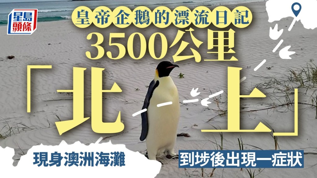 南極皇帝企鵝現身西澳海灘　漂流3500公里破最遠「北上」紀錄