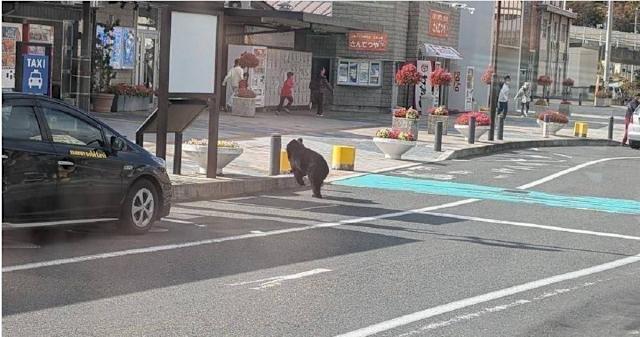 專家指出,熊在本應進入冬眠的時期仍頻繁出沒,與其棲息範圍不斷擴展至人類生活區域有關。X@Gt8VUlzRG7buafO 專家指出,熊在本應進入冬眠的時期仍頻繁出沒,與其棲息範圍不斷擴展至人類生活區域有關。X@Gt8VUlzRG7buafO