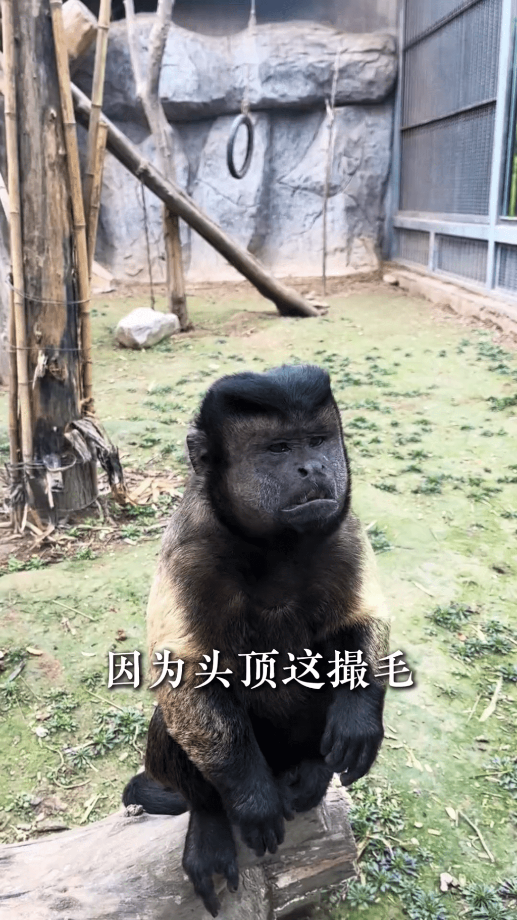 石家庄动物园“国字脸”网红萌猴正式定名“石英俊”。