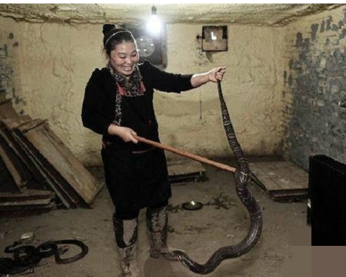 胡曉霞打理蛇隻。 網上圖片