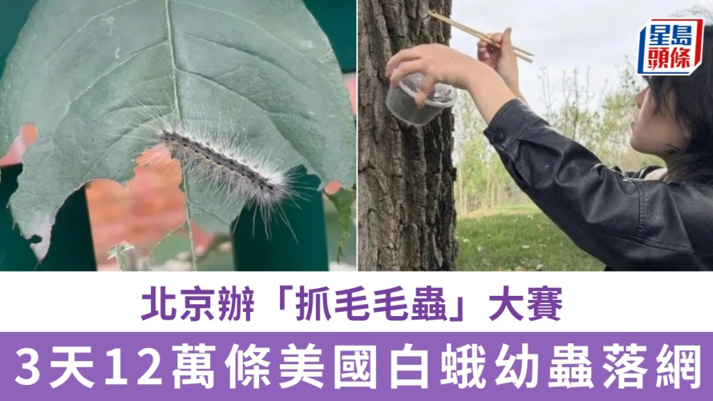 為治理蟲害，北京辦「抓毛毛蟲」大賽，3天抓12萬條美國白蛾幼蟲。