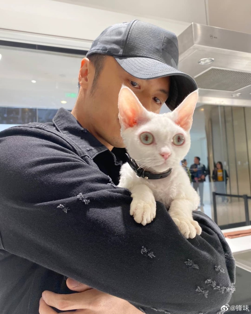 Dashi全身白色又眼仔碌碌。