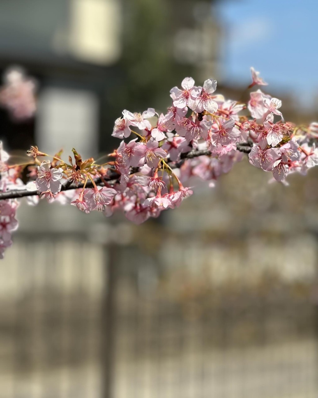 櫻花好美。