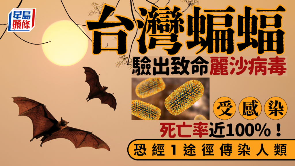 致命病毒|台灣蝙蝠驗出麗沙病毒 遭感染死亡率近100%!恐經1途徑傳染人類