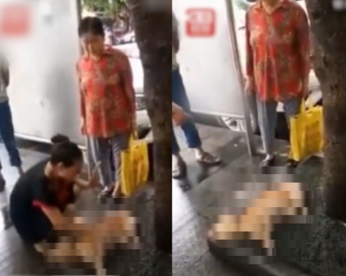 狗主哭喊:「我寧願是我死,我也不要妹妹死」。網圖