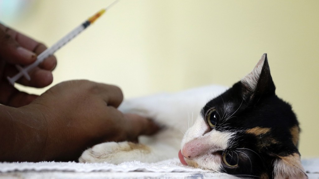 英國獸醫義工團隊在菲律賓馬尼拉為獲領養的流浪貓免費做檢查。 美聯社