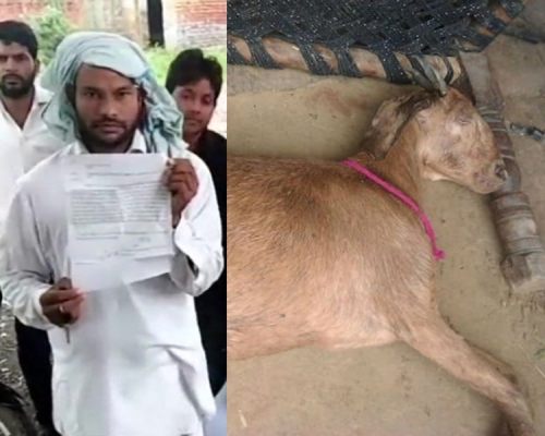 村民Aslup Khan（中）已就饲养的7岁怀孕山羊（右图）被轮奸提出控诉。（网图）