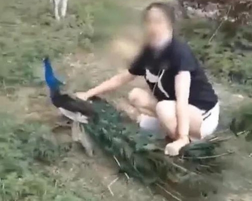 女遊客為求合影,抓扯孔尾羽按壓在地。(網圖)