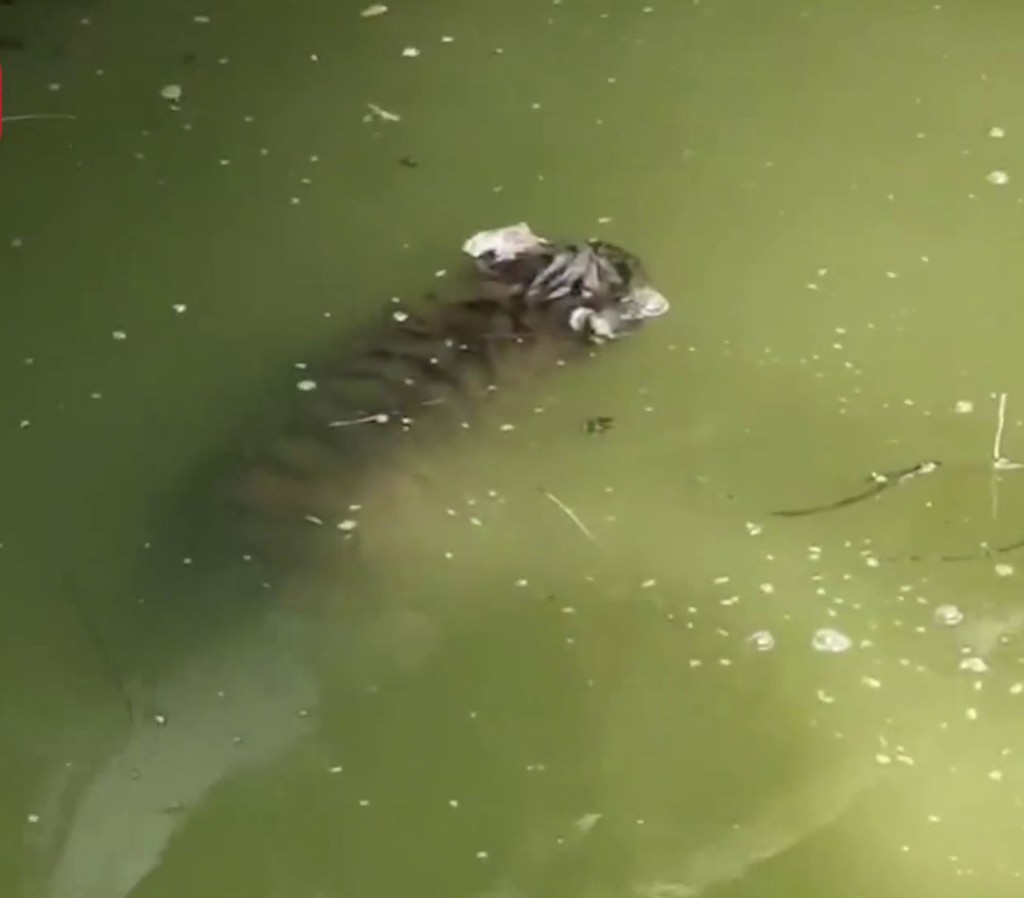影片中，幼虎侵在水中完全沒有反應，疑已沒有生命跡象。