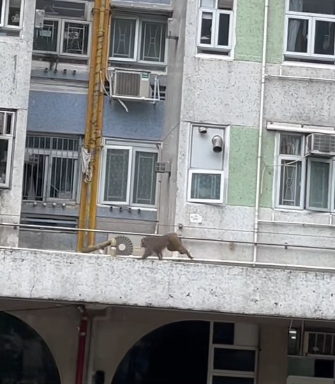 未幾,馬騮仔突然邁開腳步,蹦迪蹦迪的跑跳起來,加速在簷篷奔跑。fb「將軍澳主場」截圖 未幾,馬騮仔突然邁開腳步,蹦迪蹦迪的跑跳起來,加速在簷篷奔跑。fb「將軍澳主場」截圖
