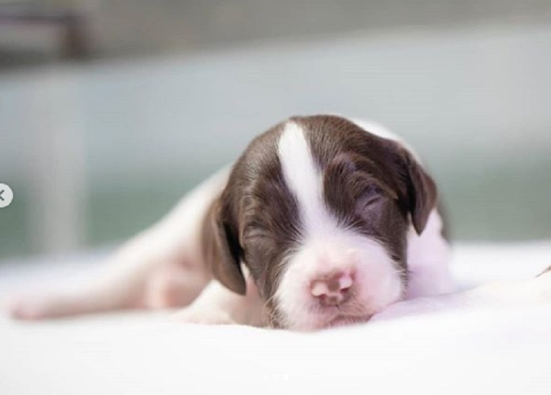 史賓格BB十分趣緻。警方圖片