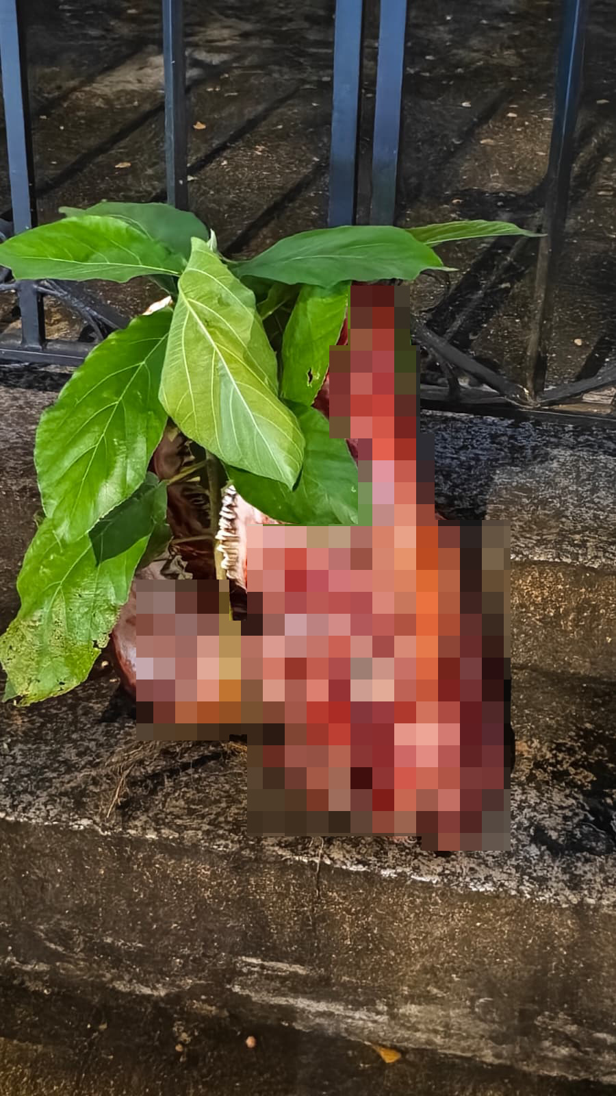 一個血淋淋的剝皮牛頭放在鐵閘對開。黃文威攝 一個血淋淋的剝皮牛頭放在鐵閘對開。黃文威攝