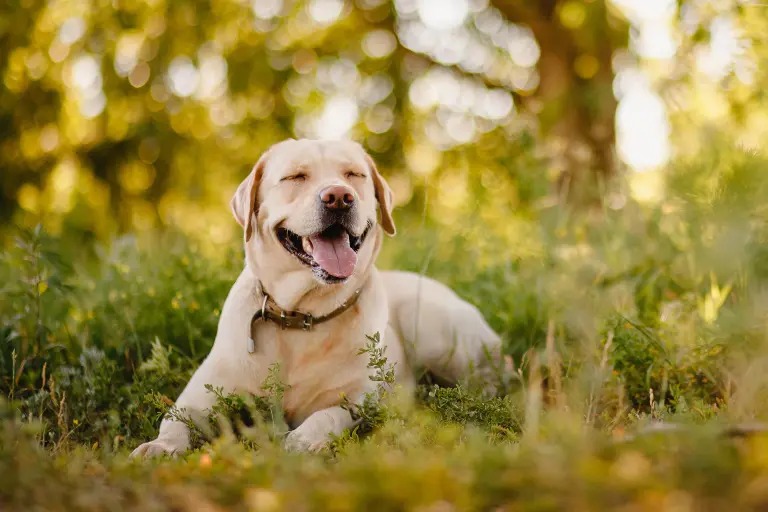 拉布拉多寻回犬。路透社