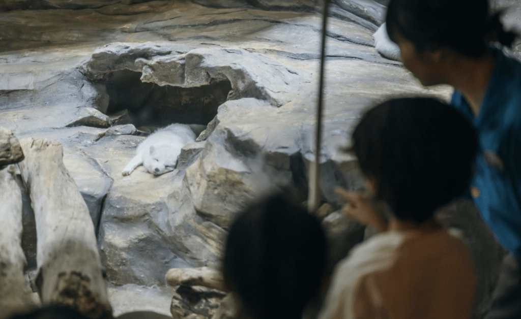 海洋公園「冰極天地」內的最後一隻北極狐「小高」近日與世長辭，終年十一歲。（海洋公園資料圖片）