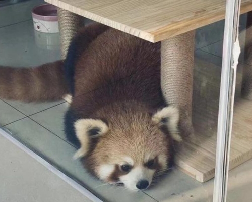 店舖疑利用小熊猫吸引客人。网图
