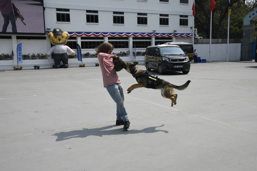 香港惩教学院今日（13日）举行开放日，现场有工作犬表演。杨伟亨摄
