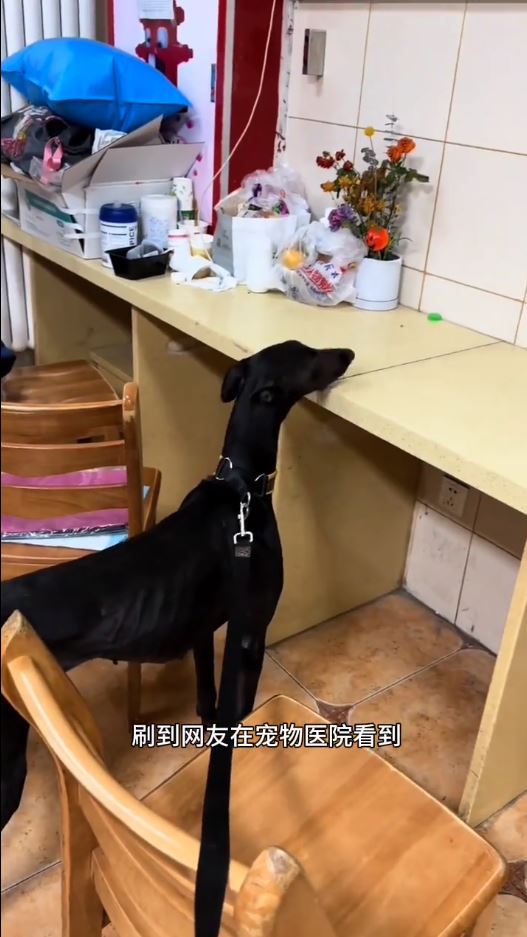 格力犬擁有萬能血成為移動的寵物血庫。抖音＠萌犬陪伴者