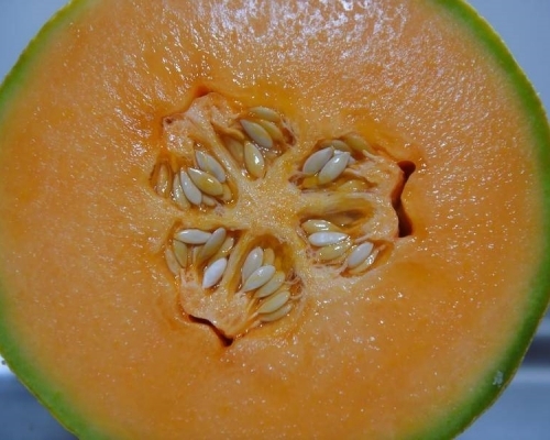 受到污染的哈密瓜2月28日已全部從市場回收。網圖