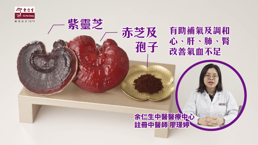 紫灵芝搭配赤芝与孢子，可补气及调和心、肝、肺、肾，改善血气不足。