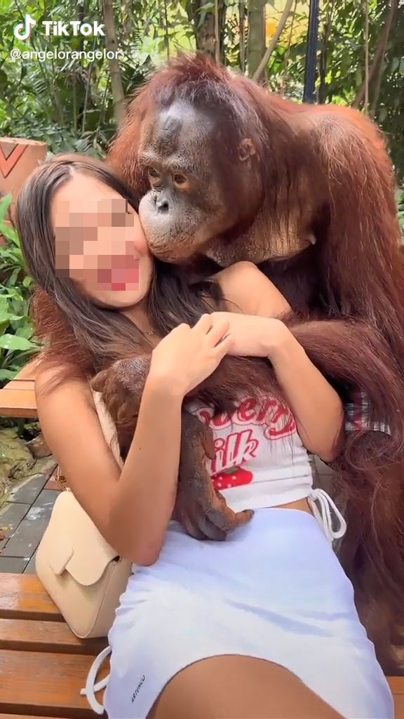 其實Safari World這隻紅毛猩猩非常有名，近年還因為牠的「鹹濕」行為在TikTok爆紅。