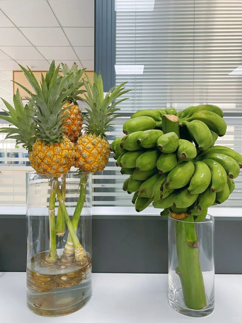 内地年轻白领流行在工作间栽种「蕉绿」、「动感光菠」等谐音水果，认为有纾减压力功效。小红书