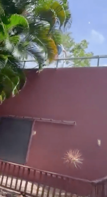 19歲青年馬查多翻越6米高牆闖入阿魯達卡馬拉公園動物園的獅子展區，當場遭母獅撲擊咬死。X@TrueCrimeUpdat