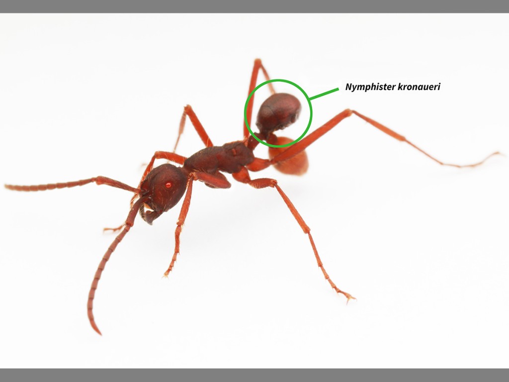 Nymphister kronaueri