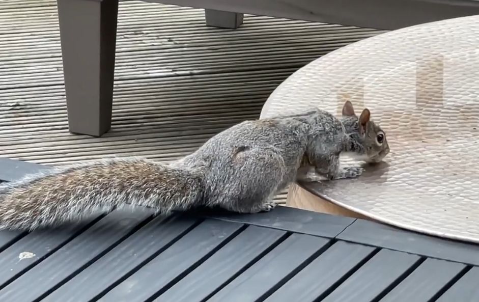 不時有小動物現身花園。