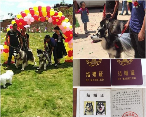 一對狗新人在寵物公園內舉行婚禮。右下為結婚證書。網圖
