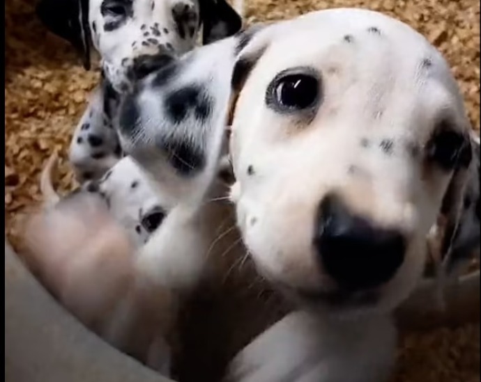 獲救的寵物犬。網上圖片