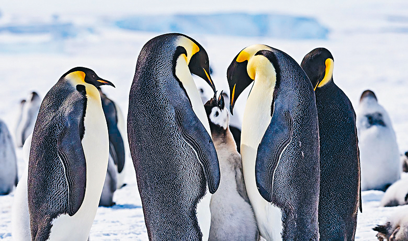 ●皇帝企鵝是遊客的觀賞重點。