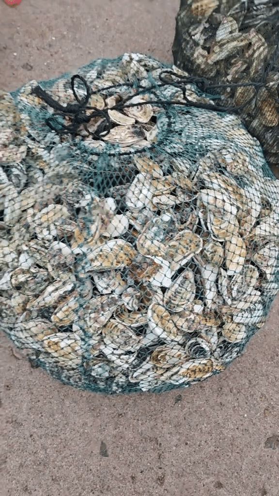 颱風後，在福建漳州，退潮後海灘遍地生蠔，市民收穫豐富。