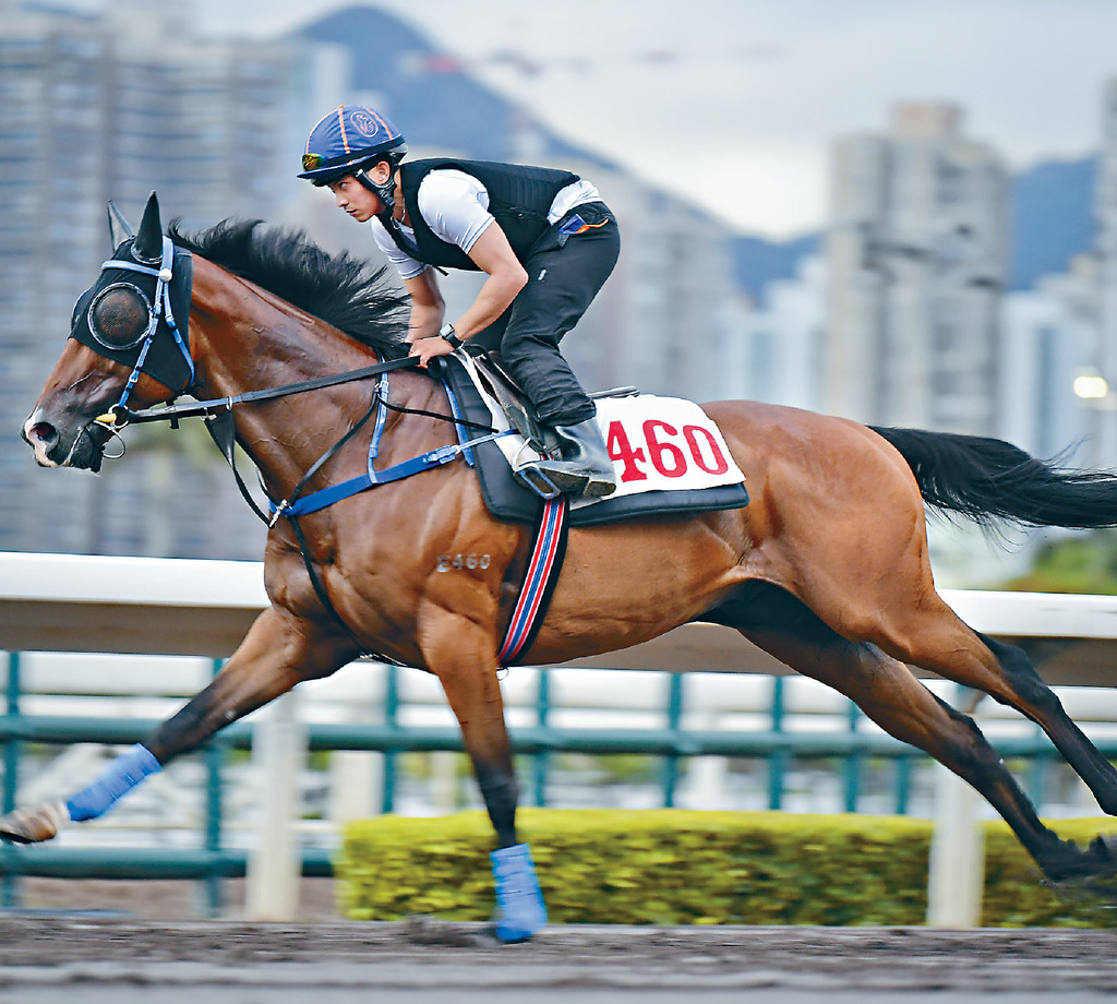 ■「名門望族」若能遺傳外祖父的泥地性能，現時在四班跑泥賽確可大派用場。