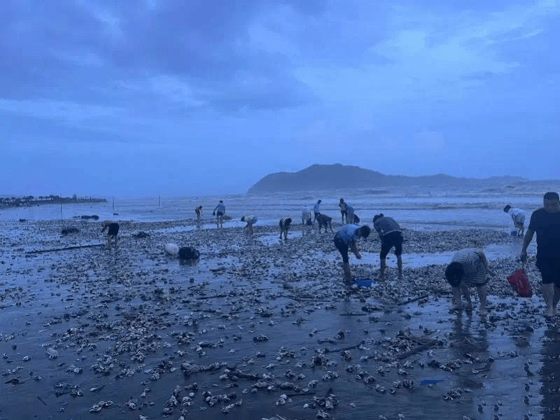 深圳一海滩惊现大量海鲜，市民闻风而至捡生蚝。