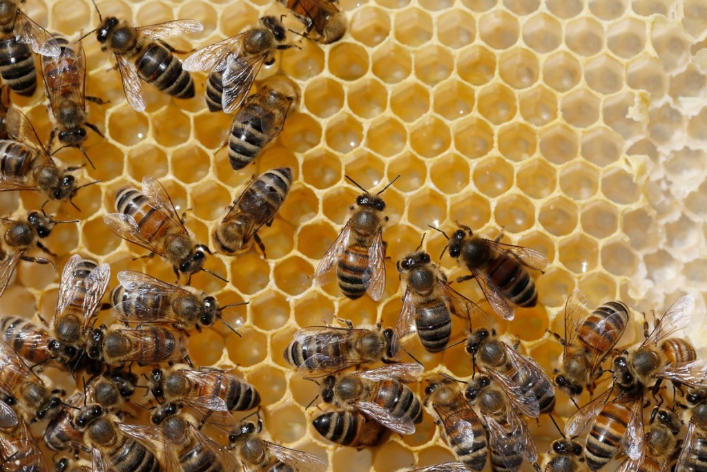 蜂群在繁殖期会产生大量雄蜂。路透社[示意图]