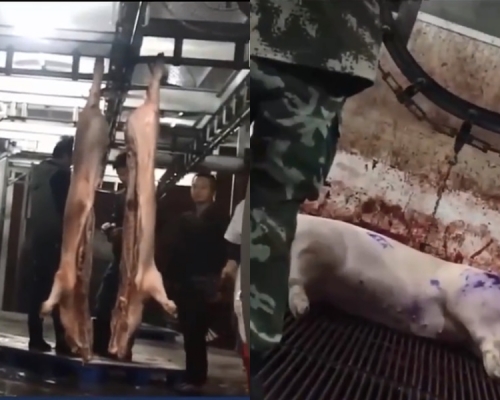 死豬變身「白豬」。網圖